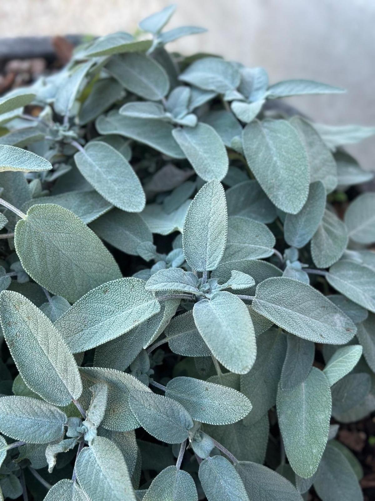 הוילה אורביאטו Locazione Turistica A Casa Di Viola מראה חיצוני תמונה